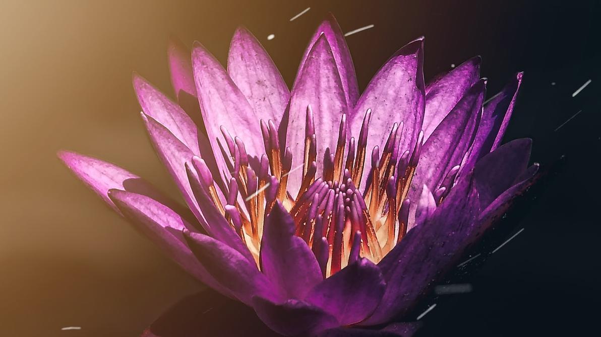 La fleur de lotus symbolise l'équilibre et la croissance, tout comme le Hatha Yoga. Cette pratique ancestrale harmonise corps et esprit grâce à des postures empreintes de sérénité et de stabilité. Plongez dans la beauté du Hatha Yoga et laissez-vous épanouir, telle une fleur de lotus qui s'ouvre à la lumière.